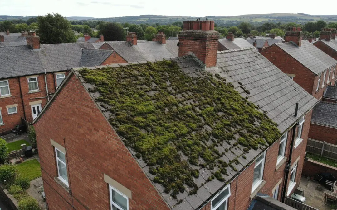 Roof Moss Removal in Sheffield: How It Works and What to Expect